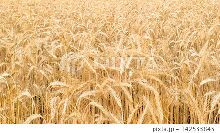 a field with ears of ripe wheat a field with ears of ripe wheat 142533845