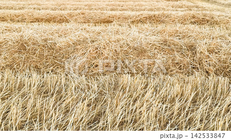 a field with ears of ripe wheat a field with ears of ripe wheat 142533847