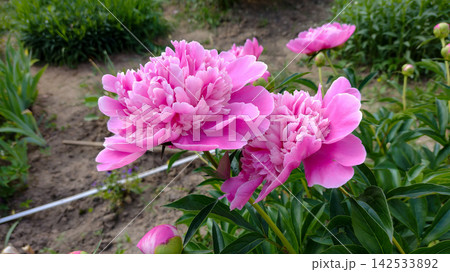 A beautiful cluster of pink hydrangea flowers and orange marigolds growing together in a garden. A beautiful cluster of pink hydrangea flowers and orange marigolds growing together in a garden. 142533892