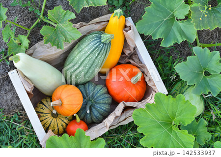 A top-down view of a wooden crate filled with a diverse harvest of colorful, freshly picked squashes and pumpkins. 142533937
