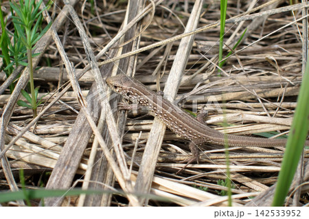 A small common lizard camouflaged in dry grass and foliage. 142533952