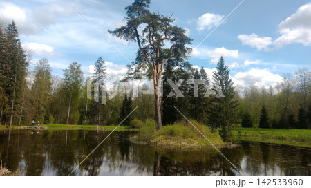 Beautiful nature landscape with a pine tree on a small island in the middle of a lake. 142533960