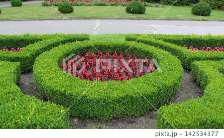 A neatly trimmed boxwood hedge in maze form in a parkland. Decorative outdoor flower bed stock image A neatly trimmed boxwood hedge in maze form in a parkland. Decorative outdoor flower bed stock image 142534377