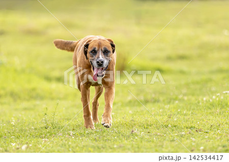 Big crossbreed dog help with herd, working dog Big crossbreed dog help with herd, working dog 142534417