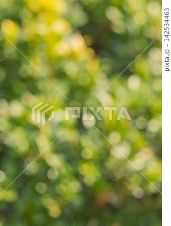 Defocused natural background. Defocused tree. Blurred leaves, green defocused lights. Defocused natural background. Defocused tree. Blurred leaves, green defocused lights. 142534463