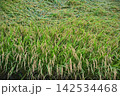 実った稲穂と奥に倒伏した田んぼ 142534468