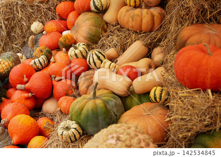 Colorful pumpkins and gourds covering rustic straw autumn harvest festival market Colorful pumpkins and gourds covering rustic straw autumn harvest festival market 142534845