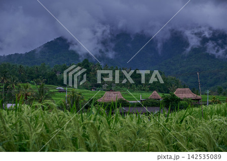 Bali, Indonesia-April 23 2023: Jatiluwih Rice Terraces Scenic area with verdant, undulating rice terraces in the heart of Tabanan Regency attracting hikers, cyclists and photographers. 142535089