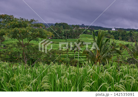 Bali, Indonesia-April 23 2023: Jatiluwih Rice Terraces Scenic area with verdant, undulating rice terraces in the heart of Tabanan Regency attracting hikers, cyclists and photographers. 142535091