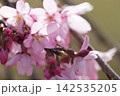 春の陽射しを浴びる枝垂れ桜 142535205