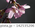 春の陽射しを浴びる枝垂れ桜 142535206