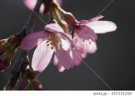 春の陽射しを浴びる枝垂れ桜 春の陽射しを浴びる枝垂れ桜 142535206