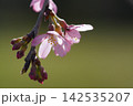 春の陽射しを浴びる枝垂れ桜 142535207