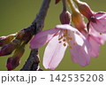 春の陽射しを浴びる枝垂れ桜 142535208
