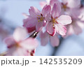 春の陽射しを浴びる枝垂れ桜 142535209