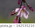 春の陽射しを浴びる枝垂れ桜 142535210