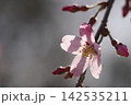 春の陽射しを浴びる枝垂れ桜 142535211