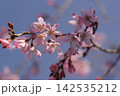 春の陽射しを浴びる枝垂れ桜 142535212