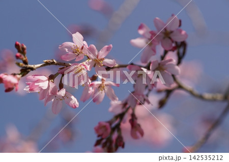 春の陽射しを浴びる枝垂れ桜 142535212