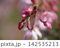 春の陽射しを浴びる枝垂れ桜の蕾 142535213