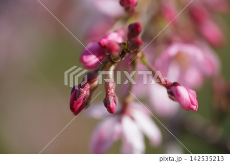 春の陽射しを浴びる枝垂れ桜の蕾 142535213