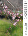 春の近隣公園に咲いた枝垂れ桜 142535214