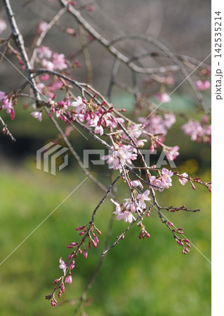 春の近隣公園に咲いた枝垂れ桜 春の近隣公園に咲いた枝垂れ桜 142535214