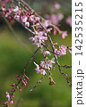 春の近隣公園に咲いた枝垂れ桜 142535215