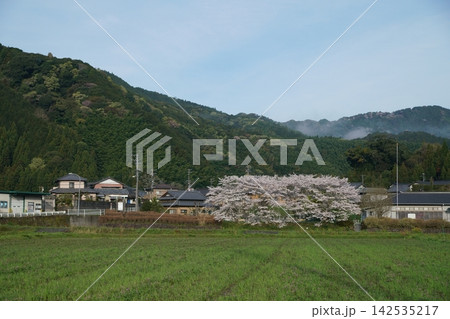 桜のある風景 142535217