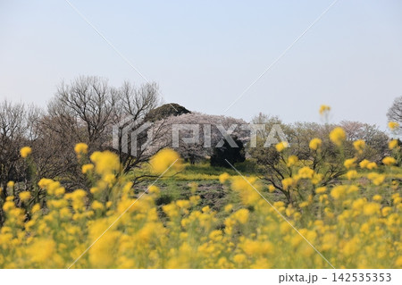 千葉県野田市関宿城址公園の風景 千葉県野田市関宿城址公園の風景 142535353