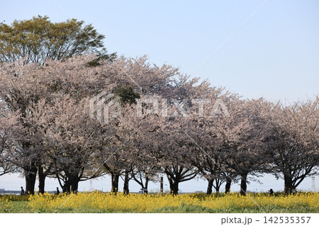 千葉県野田市関宿城址公園の風景 千葉県野田市関宿城址公園の風景 142535357