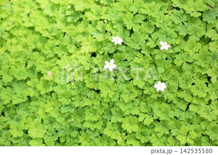 爽やか ニリンソウの花 爽やか ニリンソウの花 142535580