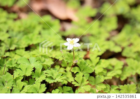 爽やか ニリンソウの花 爽やか ニリンソウの花 142535861