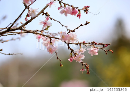 可愛い　ジュウガツザクラの花 142535866