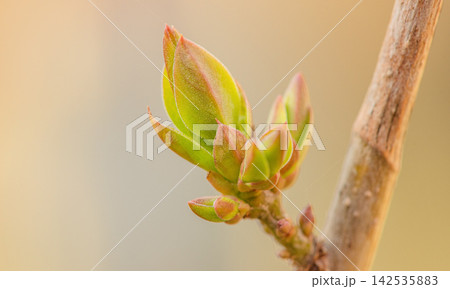 Spring bud on a branch on a blurred natural background. 142535883