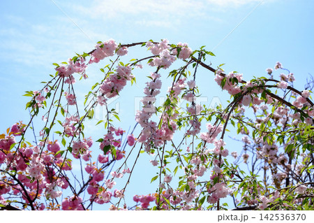 美しく垂れ下がる八重紅枝垂れ桜と青空 142536370
