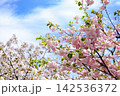 春の光に輝くピンクの八重桜と新緑 142536372