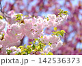 華やかに咲き誇るピンクの八重桜 142536373