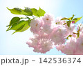 春の陽光を浴びて咲く八重桜 142536374