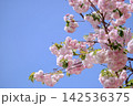 青空に映える満開の八重桜 142536375