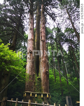 御岩神社ご神木 142536653