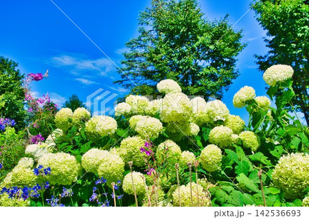 夏の花々 夏の花々 142536693