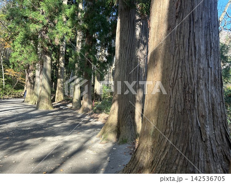 青森県の十和田湖畔の神社、十和田神社の境内の立派な杉並木です。 青森県の十和田湖畔の神社、十和田神社の境内の立派な杉並木です。 142536705