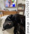 寝ている黒猫 142537057