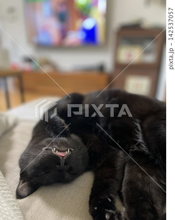 寝ている黒猫 寝ている黒猫 142537057