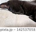 寝ている猫 142537058