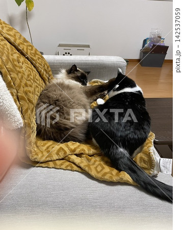 猫ベッドに入る 猫ベッドに入る 142537059