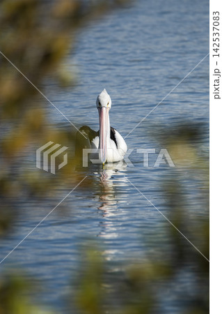 Australian Pelican 142537083