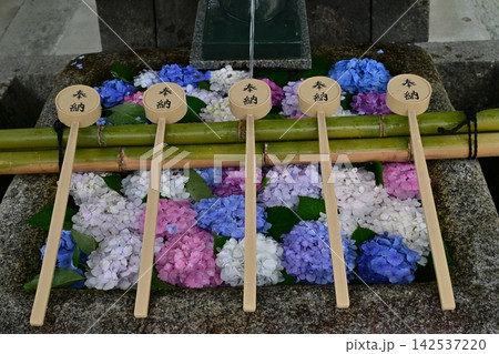 藤森神社 アジサイ 藤森神社 アジサイ 142537220
