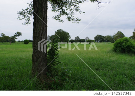 緑のある風景 緑のある風景 142537342